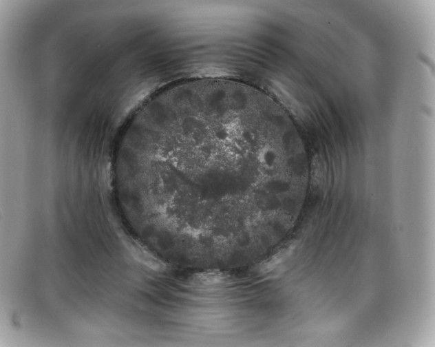 X0000099300351200805021236