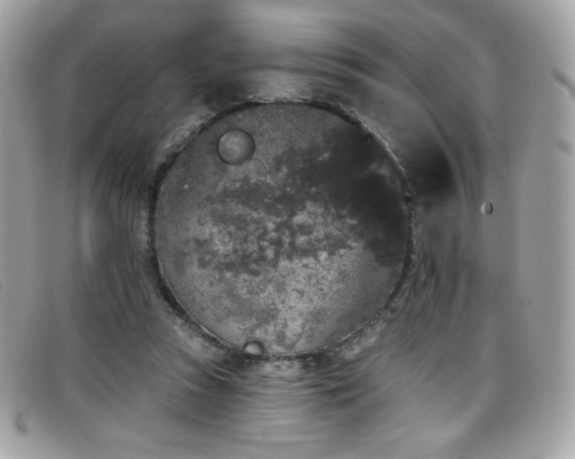 X0000099300353200805021236