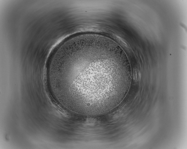 X0000099300388200805021235