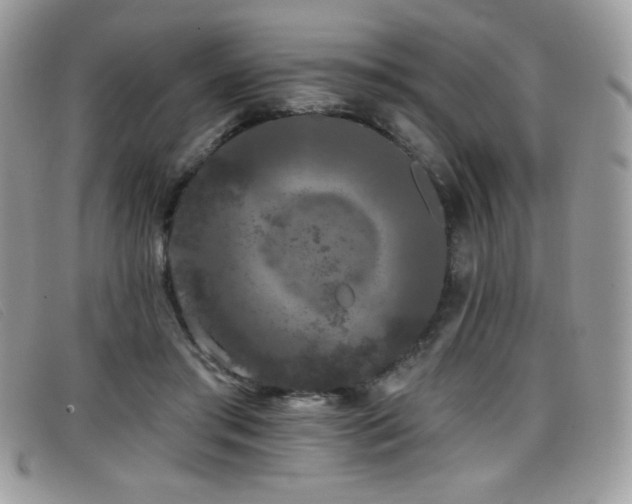 X0000099300405200805021235