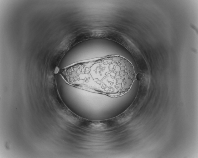 X0000099300557200805021233