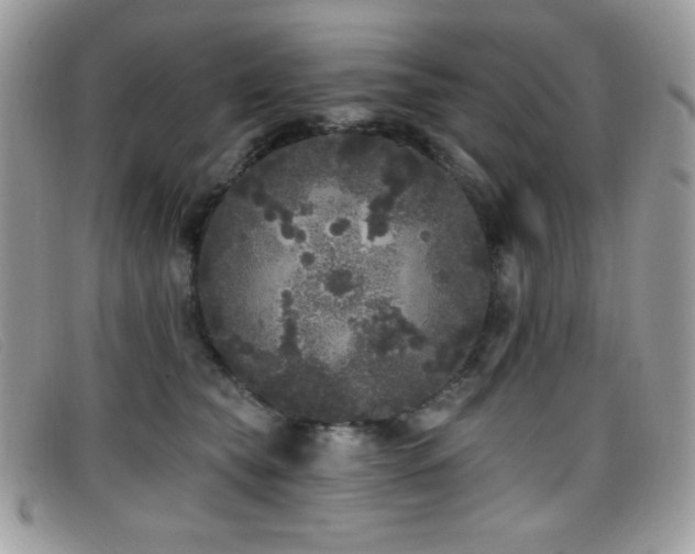 X0000099300565200805021233