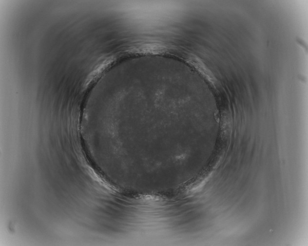 X0000099300585200805021233