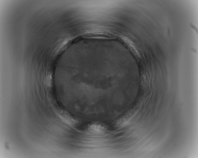 X0000099300596200805021233