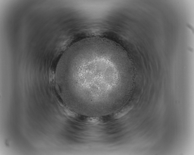 X0000099300624200805021232