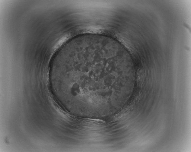 X0000099300679200805021231