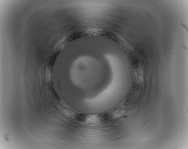 X0000099300705200805021231