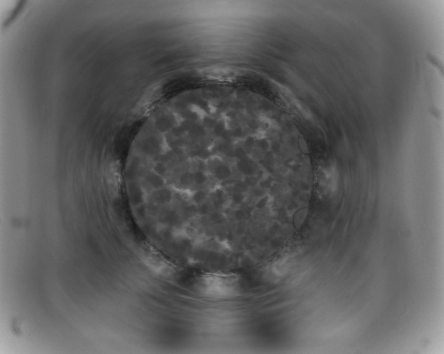 X0000099300707200805021231