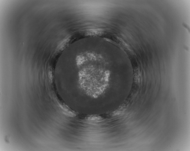 X0000099300716200805021231