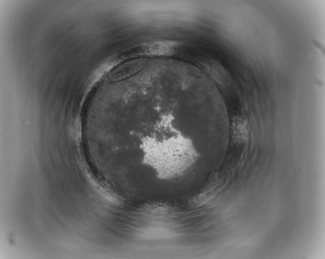 X0000099300726200805021230