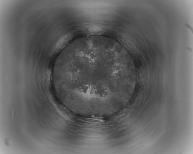 X0000099300742200805021231