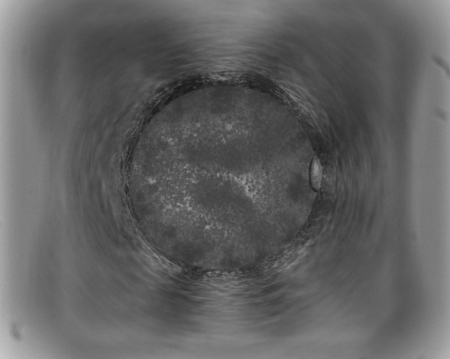 X0000099300817200805021229