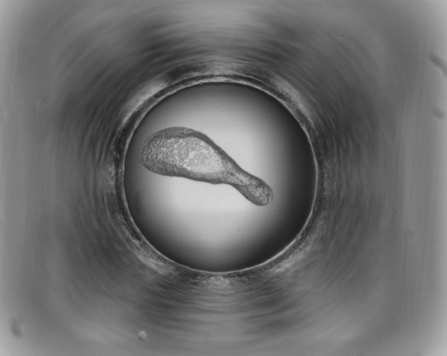 X0000099300827200805021229