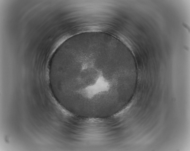 X0000099300835200805021229