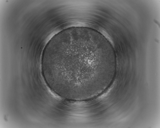 X0000099300845200805021229