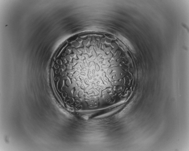 X0000099300854200805021229