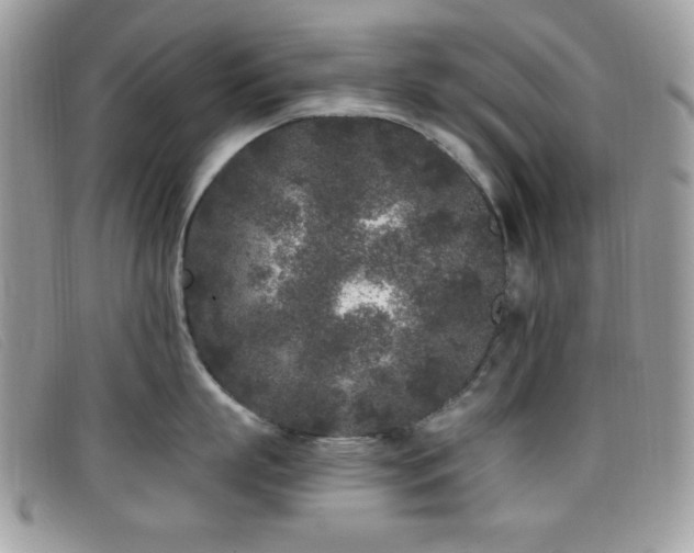 X0000099300863200805021230