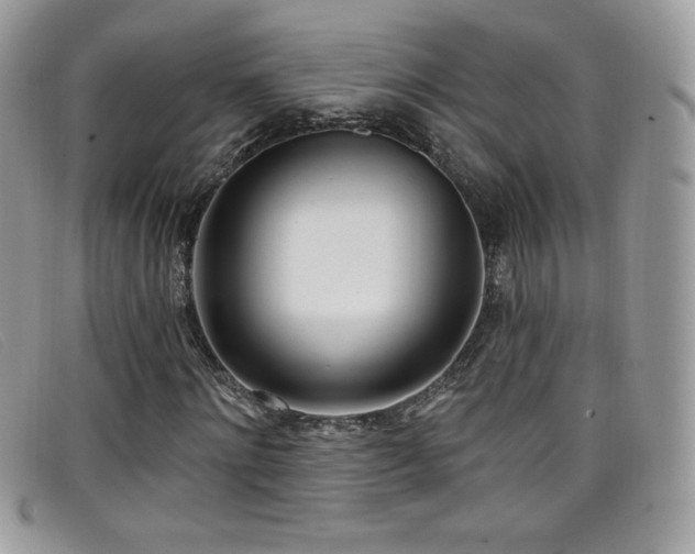 X0000099300868200805021229