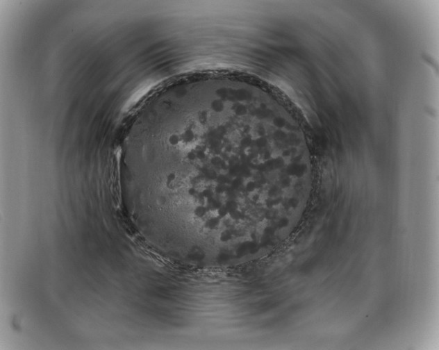 X0000099300871200805021229