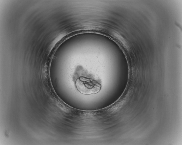 X0000099300875200805021229