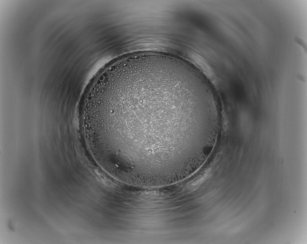 X0000099300883200805021229