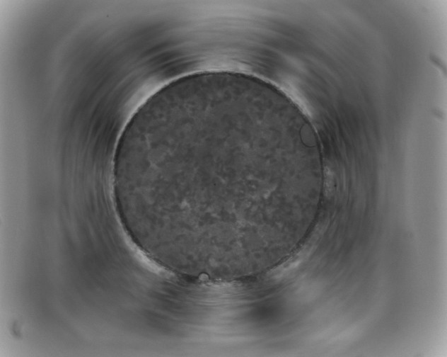 X0000099300895200805021229