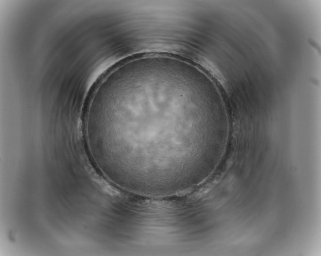 X0000099300928200805021228