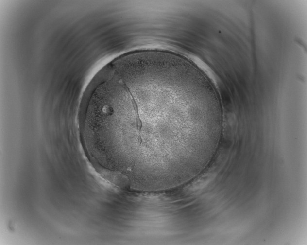 X0000099300951200805021228