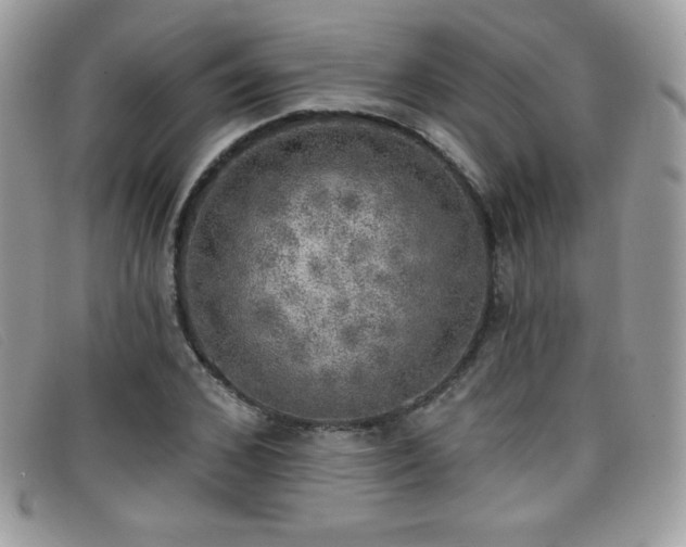 X0000099300976200805021227