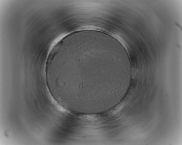 X0000099300995200805021227