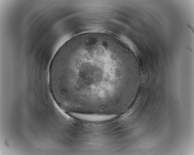 X0000099301095200805021226