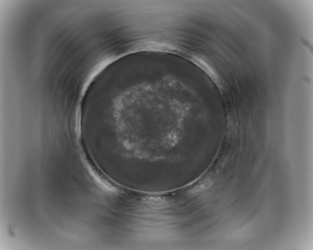 X0000099301128200805021225