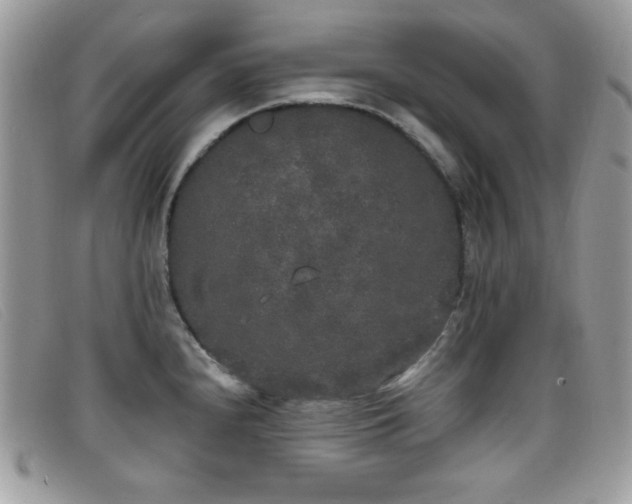 X0000099301240200805021224