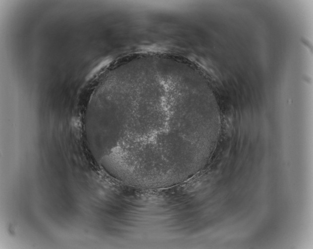 X0000099301254200805021224