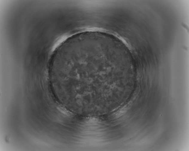 X0000099301263200805021223