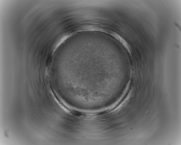 X0000099301385200805021222