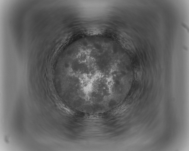 X0000099301393200805021221