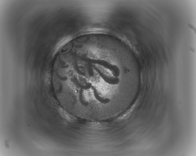 X0000099301405200805021221