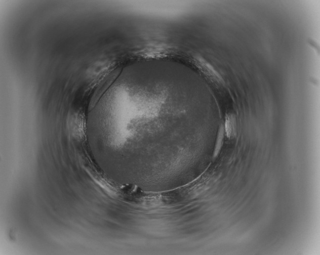 X0000099301444200805021221