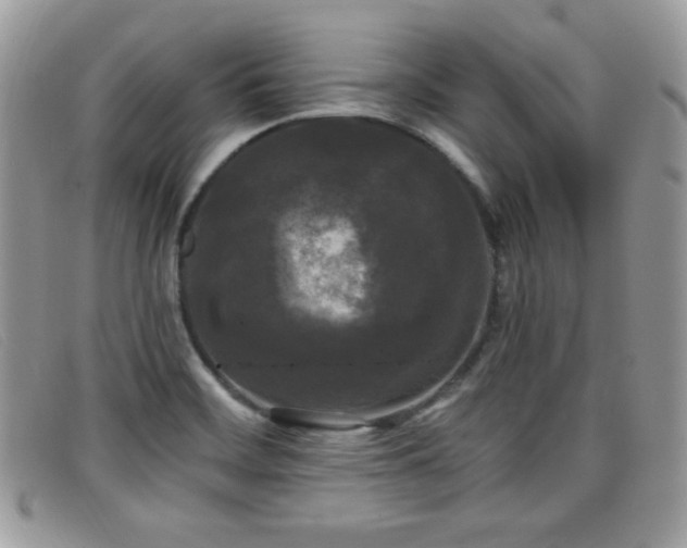 X0000099301468200805021221