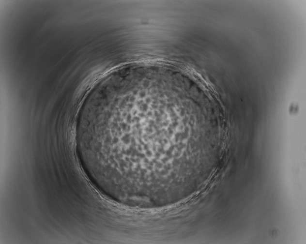 X0000099300002200805091005