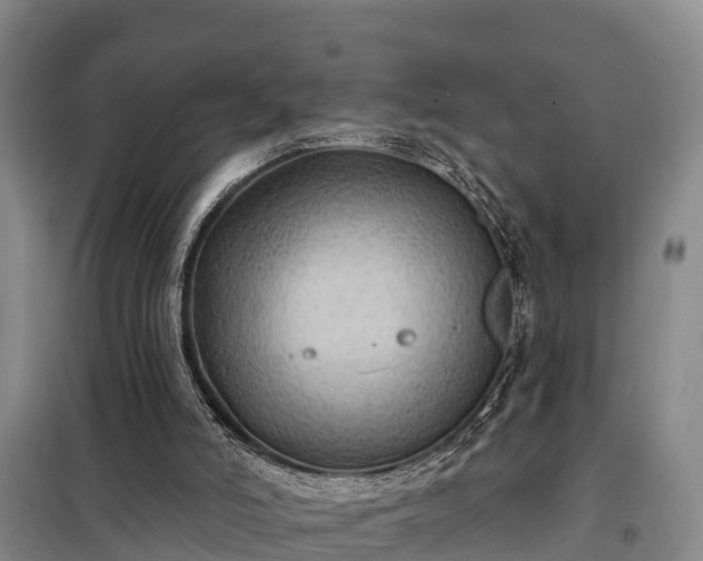 X0000099300006200805091005