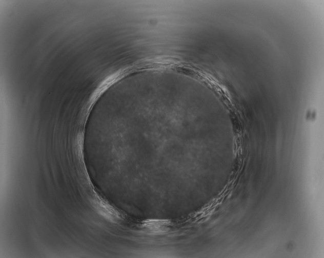 X0000099300051200805091003