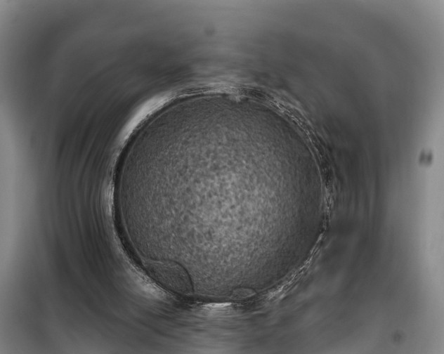 X0000099300054200805091003