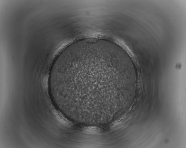 X0000099300058200805091004