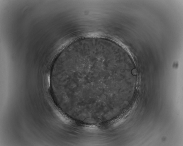 X0000099300061200805091004