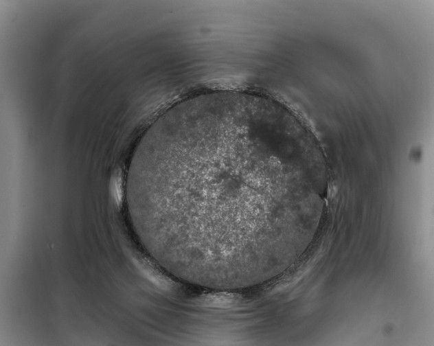 X0000099300069200805091004