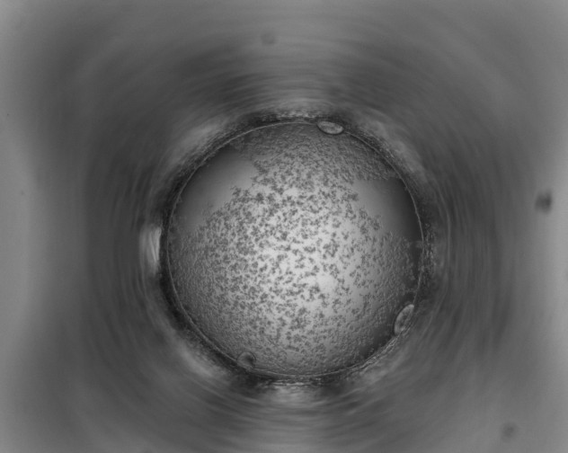 X0000099300070200805091004