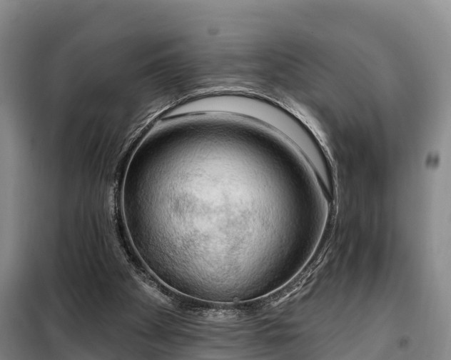 X0000099300105200805091003