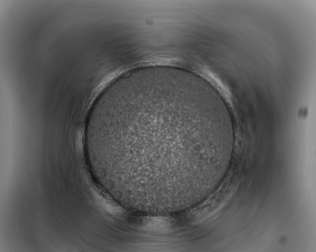 X0000099300107200805091003